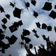 BIRMINGHAM, ENGLAND - JULY 14: Students throw their mortarboards in the air during their graduation photograph at the University of Birmingham degree congregations on July 14, 2009 in Birmingham, England. Over 5000 graduates will be donning their robes this week to collect their degrees from The University of Birmingham. A recent survey suggested that there are 48 graduates competing for every job. (Photo by Christopher Furlong/Getty Images)